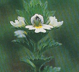 JT Kräuter Augentrost.jpg